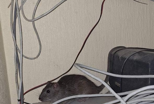 Уничтожение мышей