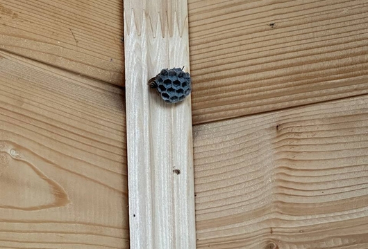 Уничтожение ос