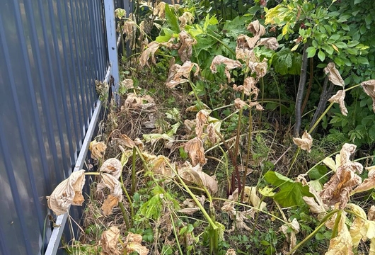 Уничтожение борщевика