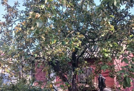 Лечение деревьев в Москве