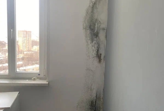 Уничтожение плесени