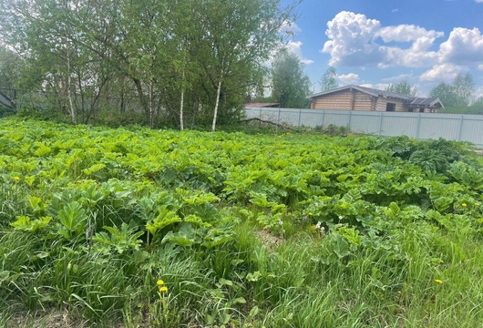 Уничтожение борщевика
