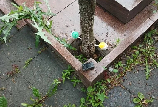 Лечение деревьев в Москве