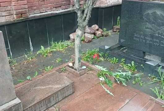 Лечение деревьев в Москве