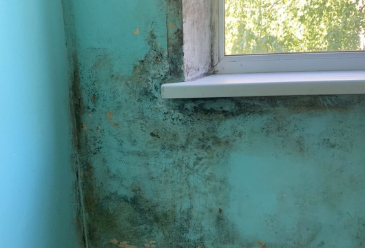 Уничтожение плесени