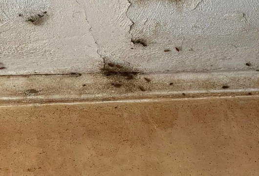 Уничтожение тараканов