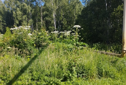Уничтожение борщевика