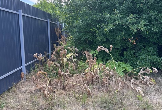 Уничтожение борщевика